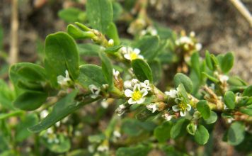 Горец птичий