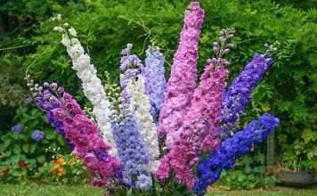 Дельфиниум