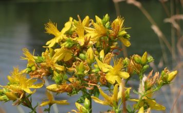 Зверобой продырявленный