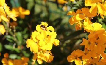 Желтушник левкоевидный (левкойный)