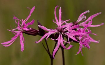 Горицвет кукушкин