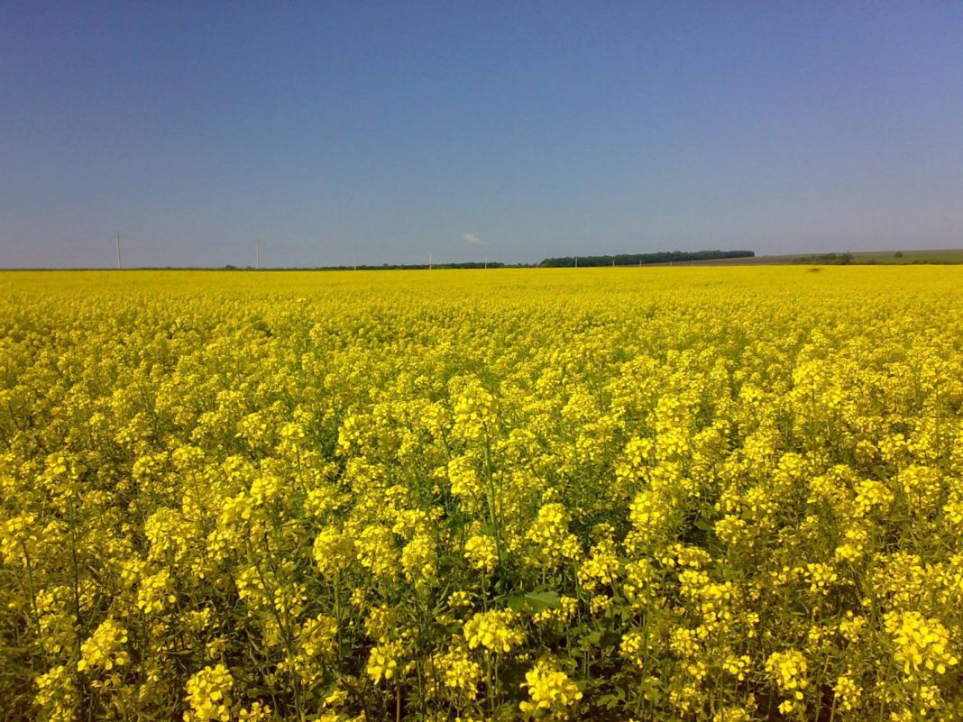 Горчица сарептская
