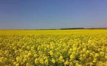 Горчица сарептская