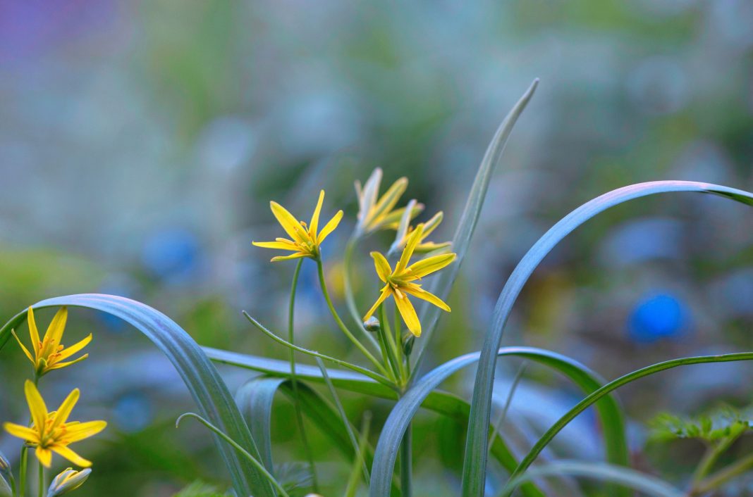 Гусиный лук