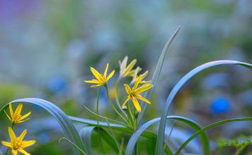 Гусиный лук