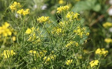 Гулявник лекарственный