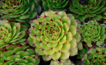 Заячья капуста