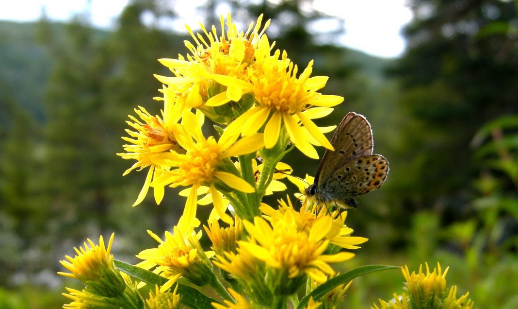 Золотарник обыкновенный