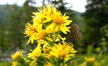 Золотарник обыкновенный