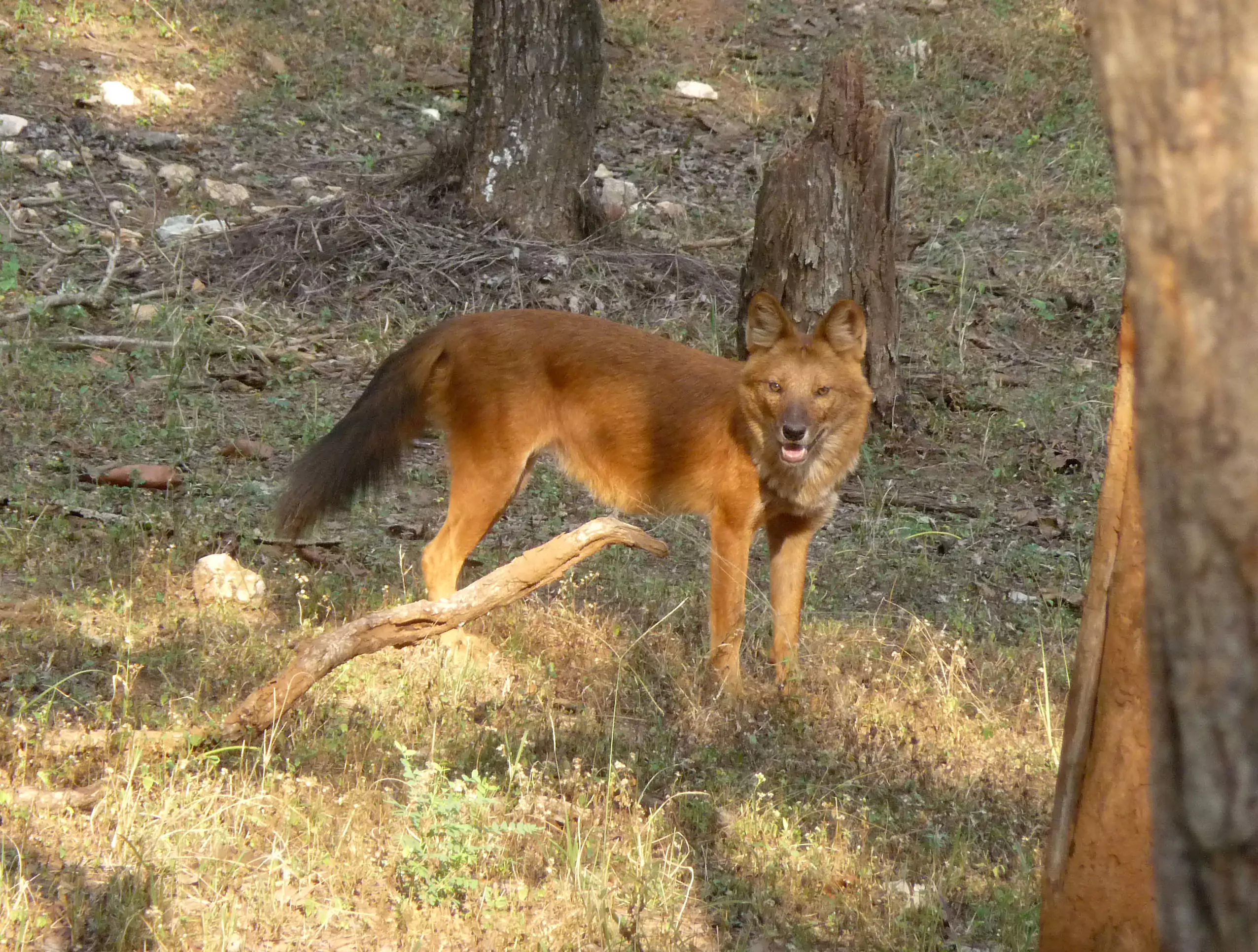 Cuon alpinus dukhunensis красный волк фото