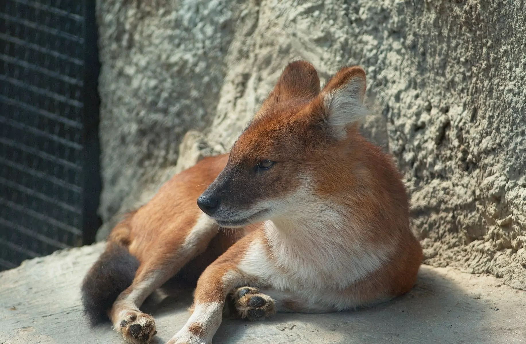 Cuon alpinus fumosus картинки красного волка