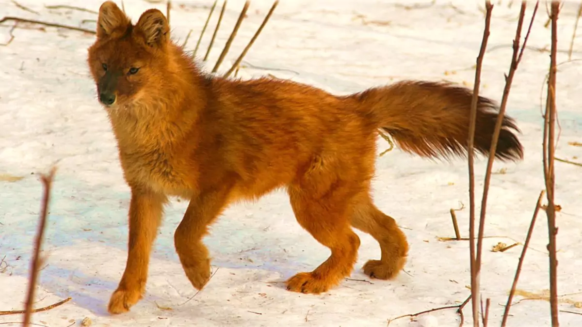 Cuon alpinus hesperius животном красный волк
