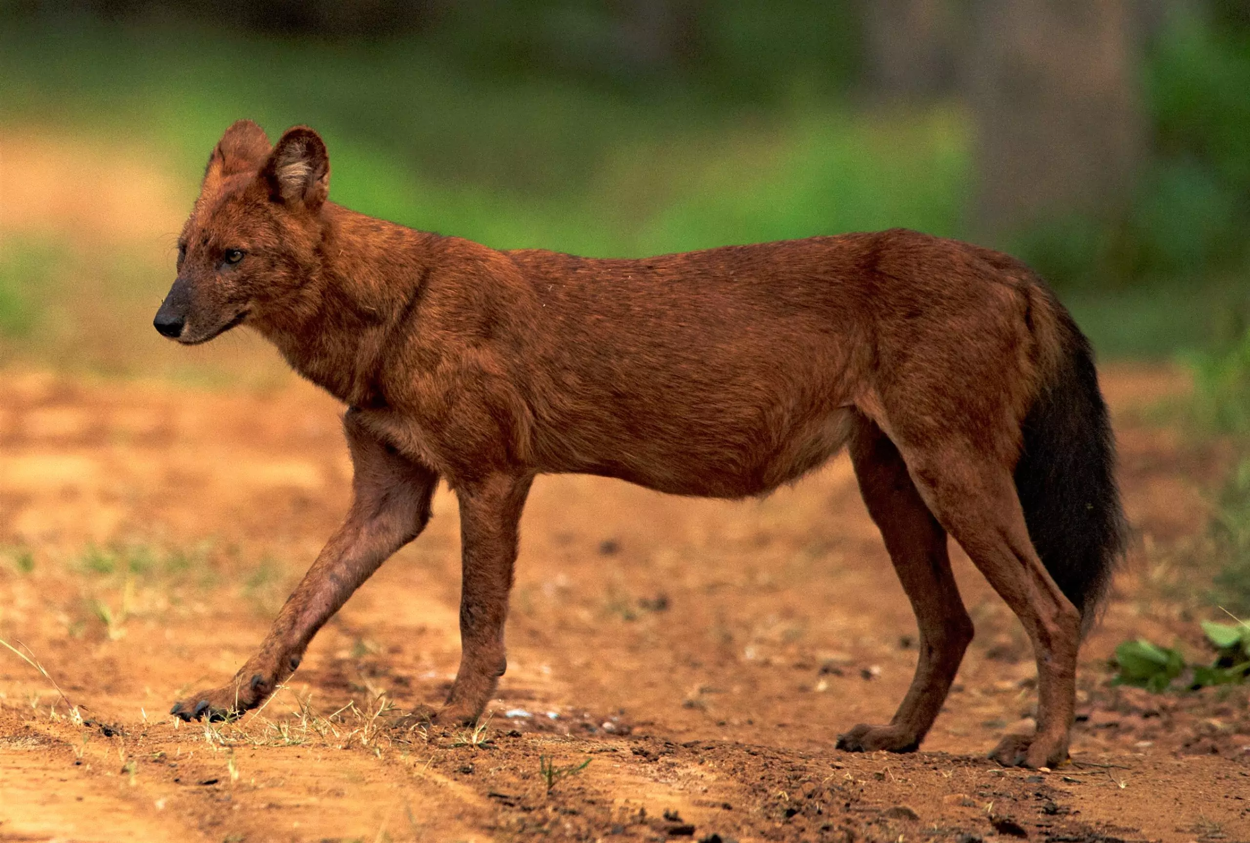 Cuon alpinus laniger красный или горный волк