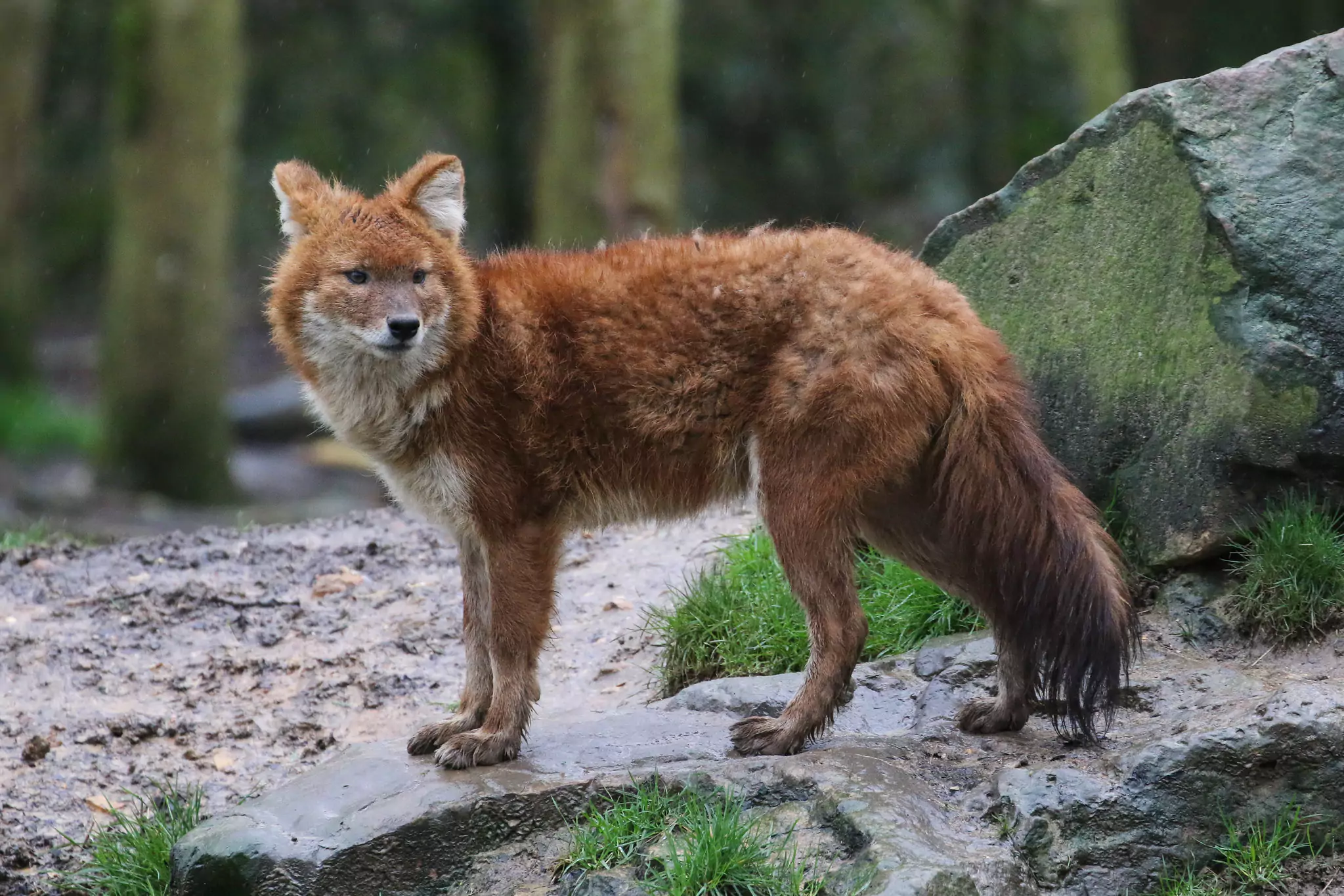 Cuon alpinus lepturus красный волк китайский